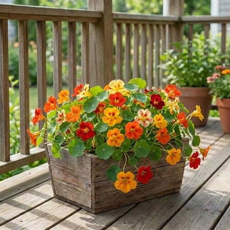 Dwarf Jewel Mix, Nasturtium Seeds - Packet image number null